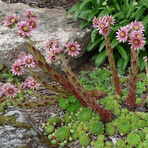 Hens and Chicks (Sempervivum montanum) 50 Flower Seeds