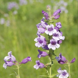Penstemon cobaea (Showy Beardtongue) 15 Flower Seeds