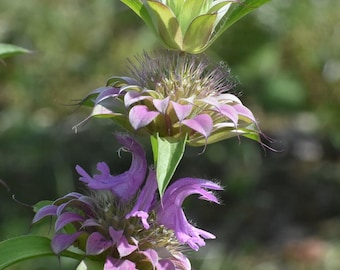 Monarda Lemon Bergamot (Monarda citriodora) 50 Flower Seeds