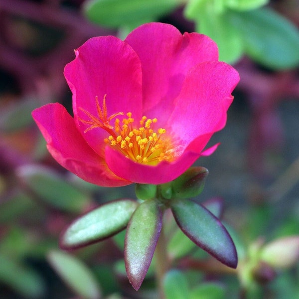 Portulaca Toucan Fuchsia (Purslane) 20 Flower Seeds