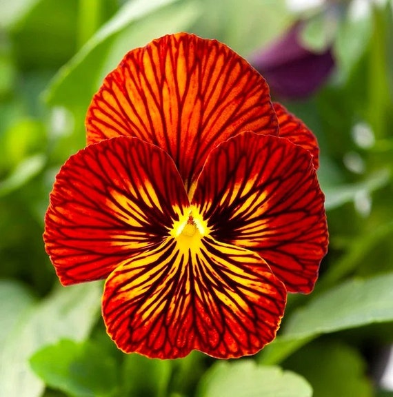 Viola Tiger Eye Mix (viola Hybrida) 30 Flower Seeds - Etsy