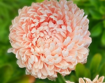 Aster Tower Chamois (Aster callistephus) 20 Flower Seeds