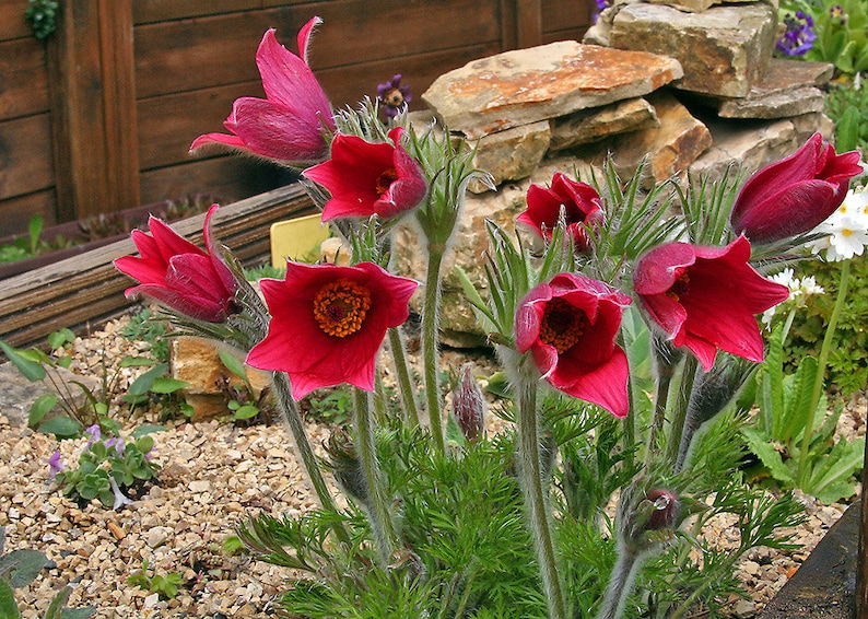 Pulsatilla vulgaris rubra Rote Glocke Red 20 Pasque Flower Seeds image 2