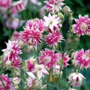 May include: Close-up of vibrant pink and white columbine flowers in full bloom. The petals display a striking contrast of colors, with a ruffled appearance. The flowers are set against a blurred green background, highlighting their delicate beauty.