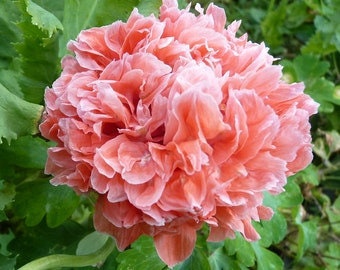 Poppy Frosted Salmon (30 Flower Seeds)