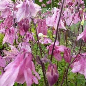 Columbine Heidi Aquilegia vulgaris 20 Flower Seeds image 3