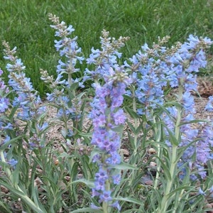 Penstemon Pagoda (angustifolia) 15 Flower Seeds