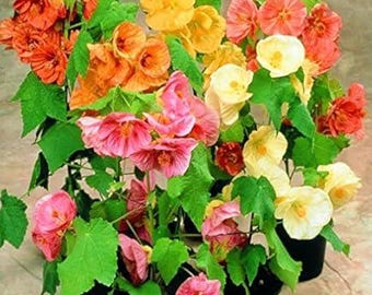Abutilon hyb. Bellvue Mix (Arce floreciente) 30 semillas