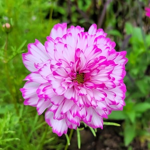 May include: A white flower with pink edges, the flower has a ruffled appearance and is in full bloom.