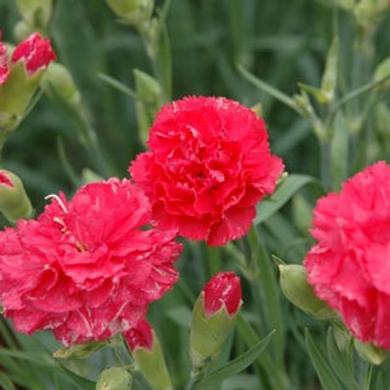 Carnation Grenadin Hardy Triumph Mix