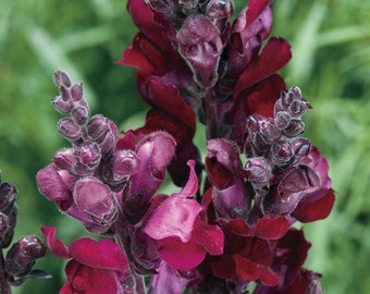 Snapdragon Black Prince (Antirrhinum majus) 30 Flower Seeds