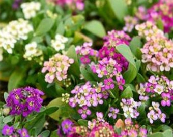 Mezcla de semillas de Alyssum Easter Bonnet Mix (Lobularia maritima) 100 semillas de flores