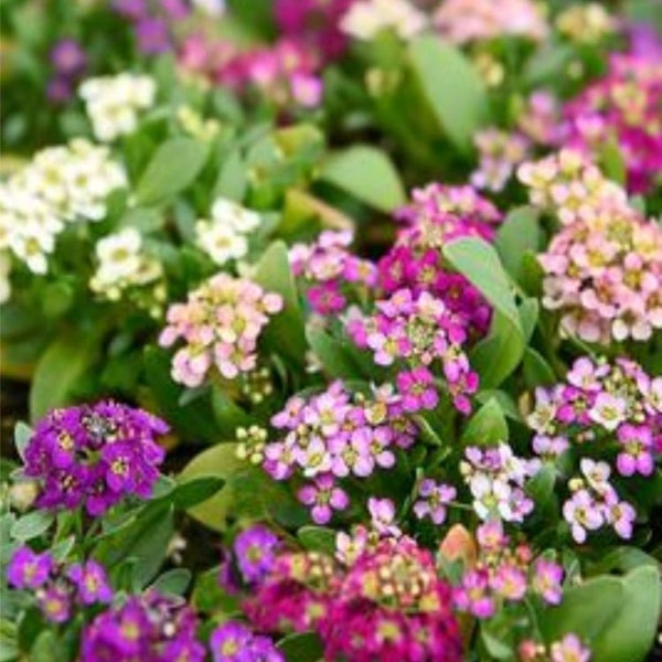 Alyssum Easter Bonnet Mix (Lobularia maritima) 50 Flower Seeds