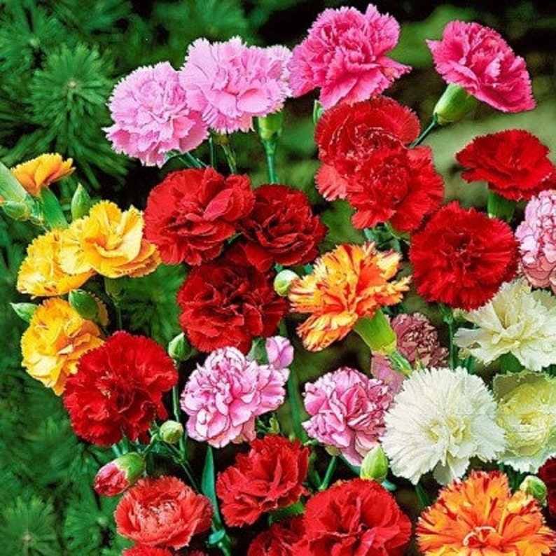 Carnation Grenadin Hardy Triumph Mix