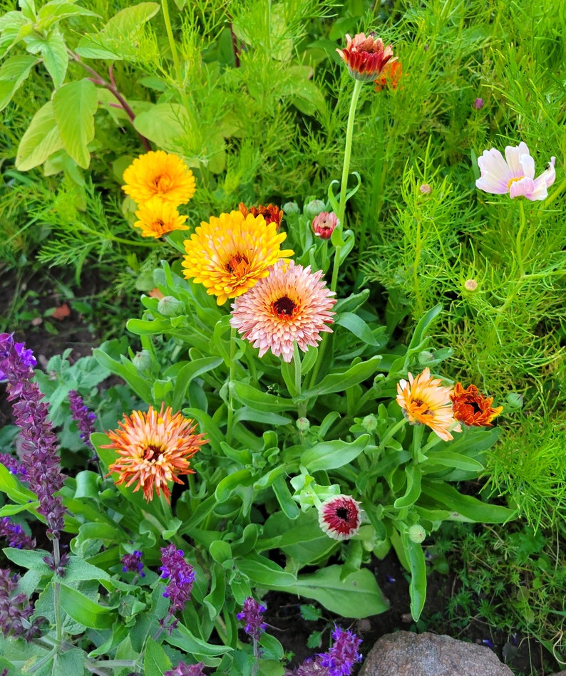 Calendula Touch of Red Mix (calendula Officinalis) 20 Flower Seeds - Etsy