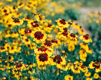 Coreopsis tinctoria Plains Coreopsis (Dyers Coreopsis, Tickseed) 50 Flower Seeds