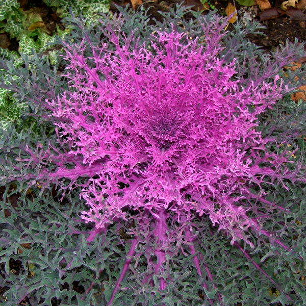 Flowering Kale Peacock Red (20 Flower Seeds)