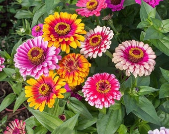 Zinnia Whirlygig Mix (Zinnia elegans) 30 Flower Seeds