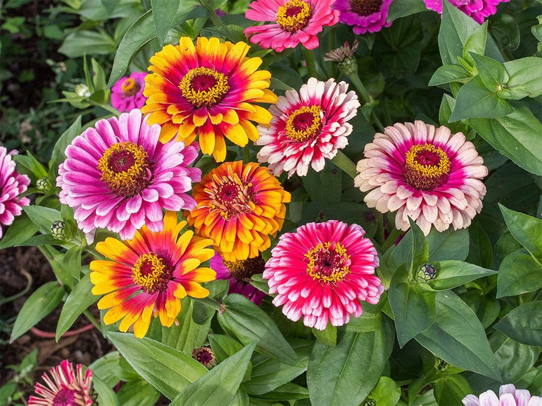 激安挑戦！！ Elegans) (zinnia Mix Whirlygig Zinnia 30 Etsy - Seeds Flower K-POP/アジア