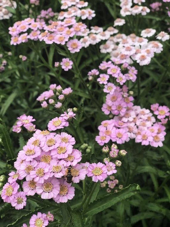 Achillea Sibirica Love Parade (yarrow) 25 Flower Seeds - Etsy