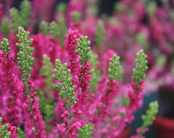 Bruckenthalia spiculifolia (Balkan heath) 50 Flower Seeds