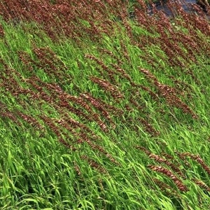 Melica altissima var. atropurpurea 20 Ornamental Grass Seeds image 2