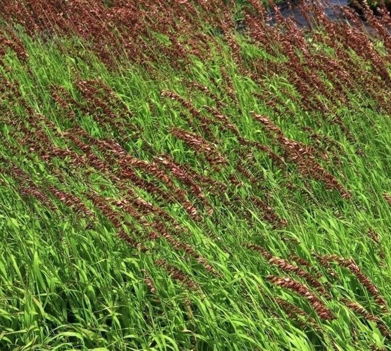 Melica altissima var. atropurpurea 20 Ornamental Grass Seeds image 2