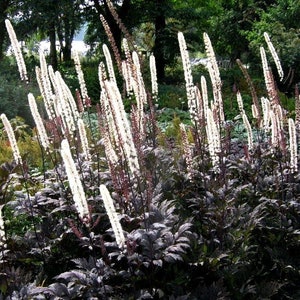 May include: A close-up of a patch of dark foliage with tall, white flower stalks. The flowers are in bloom and have a feathery appearance.