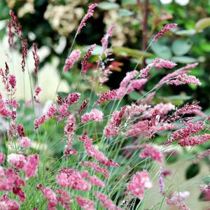 May include: Close-up of pink ornamental grass with feathery seed heads. The grass blades are green, and the seed heads are a vibrant pink. The background is blurred, with hints of green foliage and white flowers.