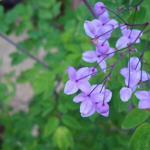 Thalictrum delavayi Meadow Rue 15 Flower Seeds image 3