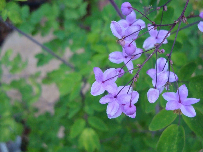 Thalictrum delavayi Meadow Rue 15 Flower Seeds image 3