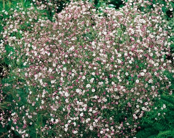 Gypsophila pacifica Pink Baby's Breath (40 Flower Seeds)
