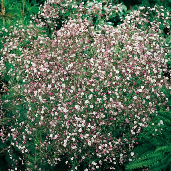 Gypsophila pacifica Pink Baby's Breath (40 Flower Seeds)