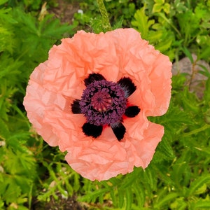 May include: Close-up of a peach-colored poppy flower with a dark purple center and black accents. The flower has delicate, ruffled petals and is surrounded by green foliage. A beautiful floral image.