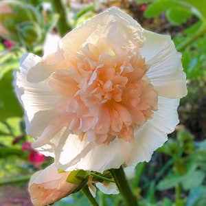 Champagne Hollyhock - Etsy