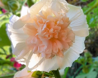 Alcea rosea Majorette Double Champagne (Hollyhock) 10 Flower Seeds