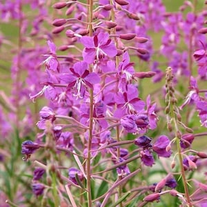 Fireweed or Rosebay Willowherb chamaenerion Angustifolium 50 Flower ...