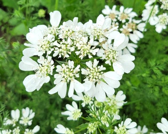 Orlaya grandiflora White Lace (White Finch) 20 Flower Seeds