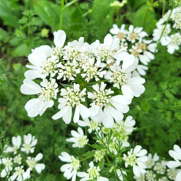 Orlaya grandiflora White Lace (White Finch) 20 Flower Seeds