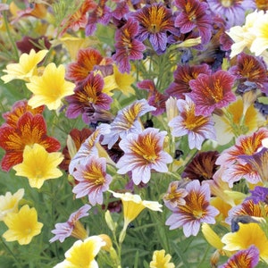 Salpiglossis grandiflora Finest Mix Painted Tongue 25 Flower Seeds image 3