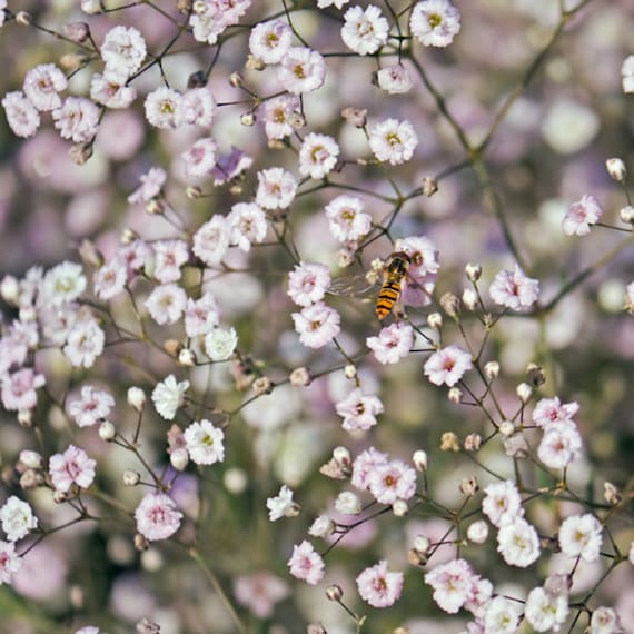 Gypsophila Pacifica Pink Baby's Breath 40 Flower Seeds 