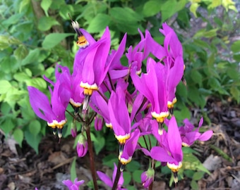 Dodecatheon meadia Goliath (Shooting Star) 25 Flower Seeds