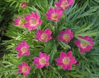 Anemone multifida Annabella Deep Pink (20 Flower Seeds)