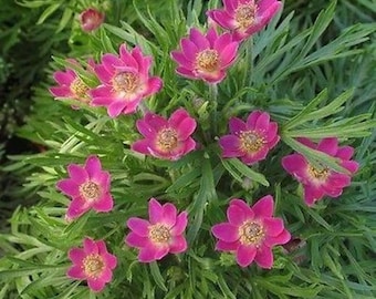 Anémona multifida Annabella Rosa Intenso (20 Semillas de Flores)