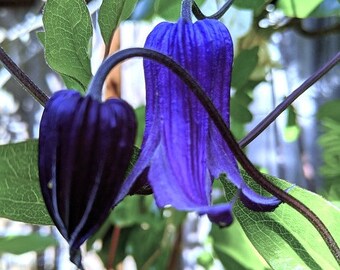 Clematis Blue Ribbons (Clematis integrifolia) 10 Flower Seeds