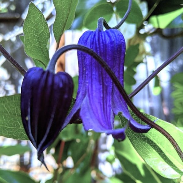 Clematis Blue Ribbons (Clematis integrifolia) 10 Flower Seeds