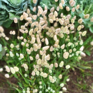 May include: A close-up of a cluster of dried white flowers with green foliage. The flowers are arranged in a loose, natural style, creating a soft and airy look.