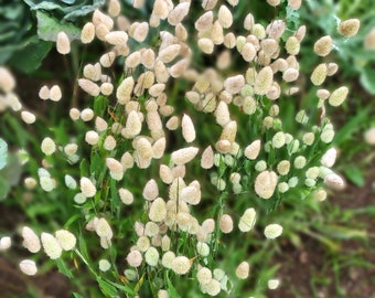 Bunny Tails Grass (Lagurus ovatus) 35 Flower Seeds