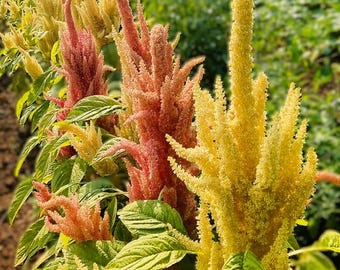Amaranthus Sunset Goldilocks (15 semillas)