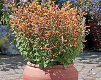 Mezcla de Agastache Arizona (15 semillas de flores)